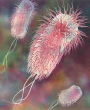 бактерии со жгутиками
